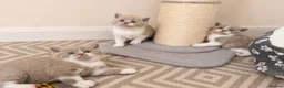 British Shorthair cats for sale: Exceptional quality British shorthair kittens  - Advert 7