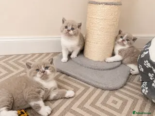British Shorthair cats Exceptional quality British shorthair kittens - Advert 13