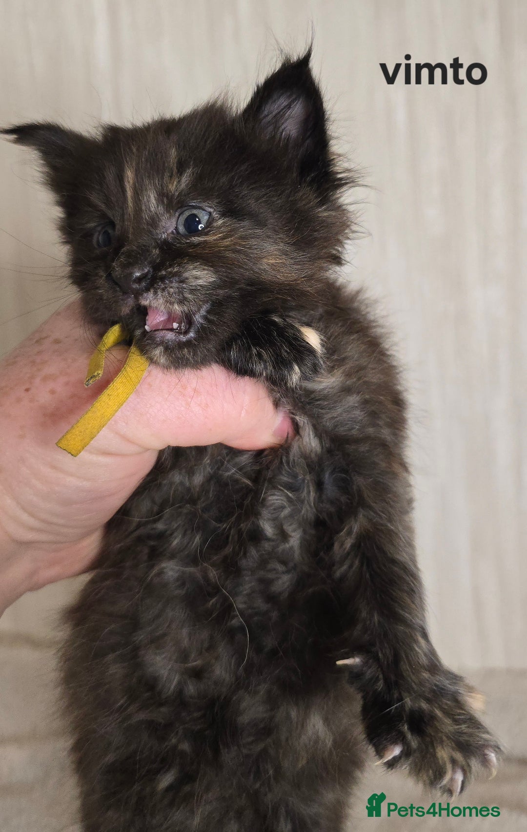 Maine Coon cats for sale: Maine Coon Kittens Tortie/Torbie Russian lines - Image 19