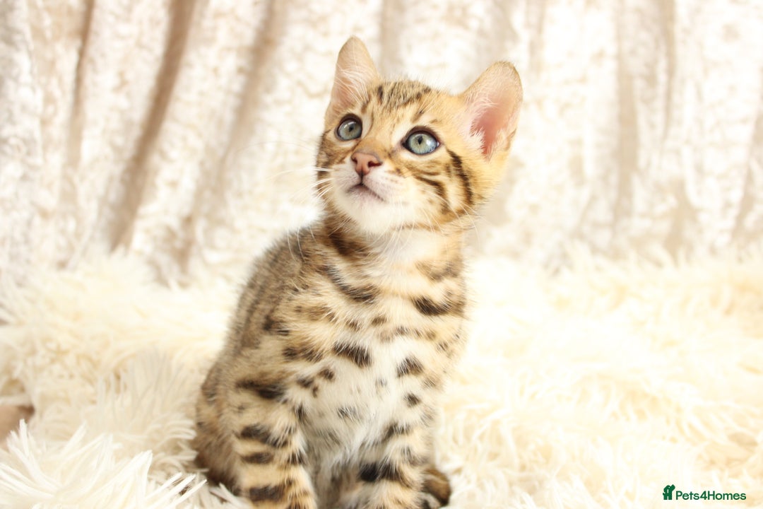 Bengal cats for sale: 🔥Absolute stunning little Talia ready to leave🔥 - Image 26