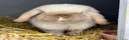 Mini Lop rabbits for sale: Young Female Mini Lop - Advert 1