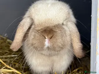 Mini Lop rabbits Young Female Mini Lop - Advert 18