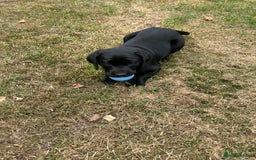 Labrador Retriever dogs for sale: Gorgeous Labrador puppies - ready now - Image 3