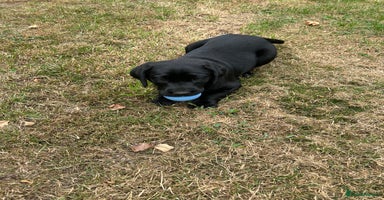 Labrador Retriever dogs - Advert 1