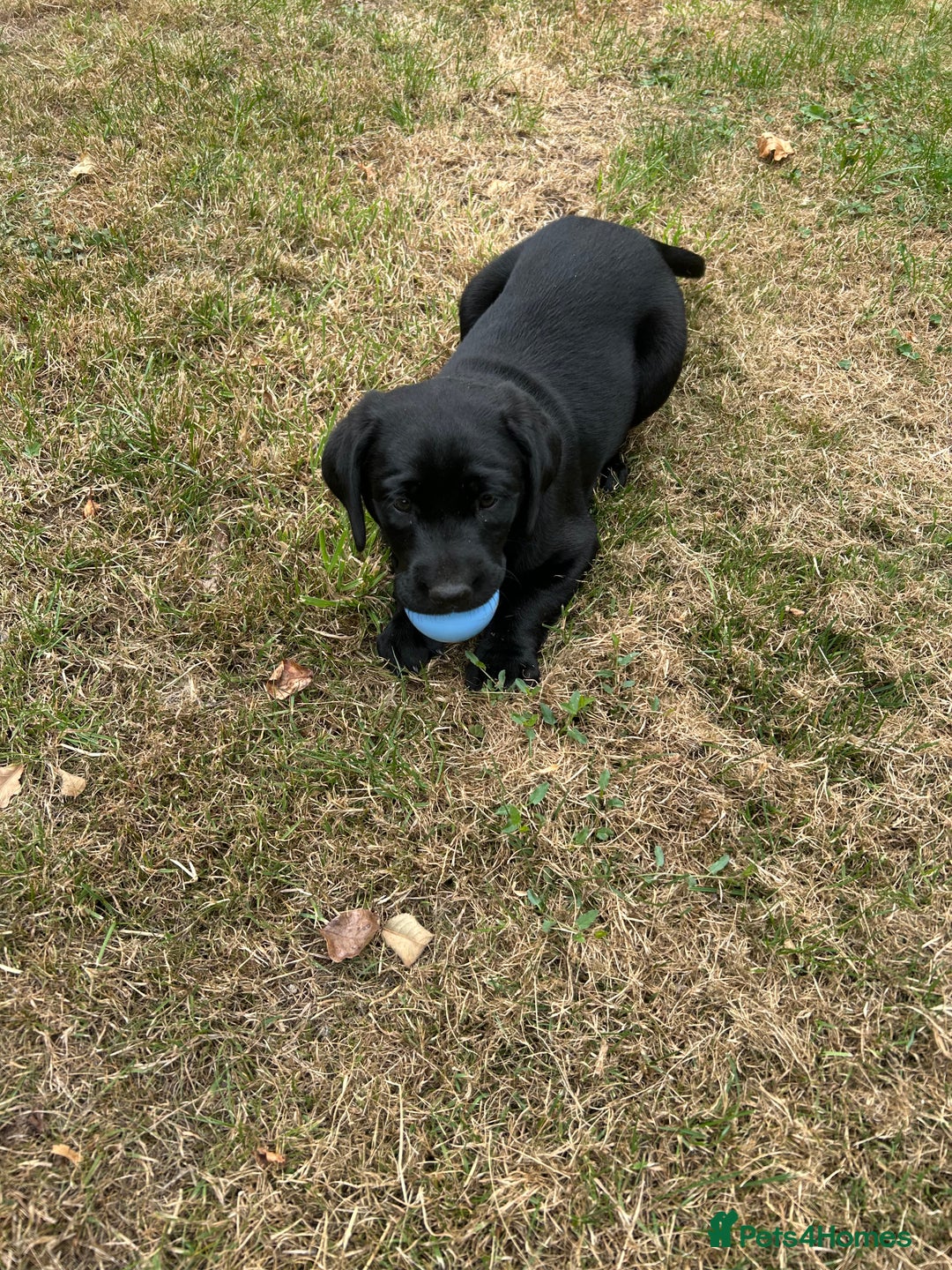 Labrador Retriever dogs for sale: Gorgeous Labrador puppies - ready now - Image 3