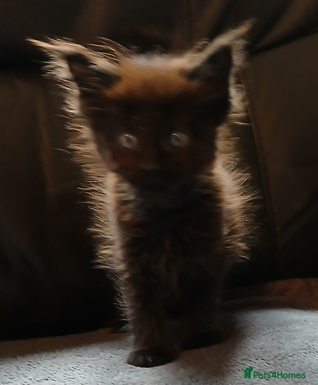 Maine Coon cats for sale: Beautiful girl!! TICA reg Maine Coon Ready Now!! in Diss - Image 4