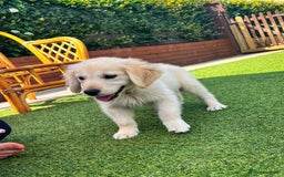Golden Retriever dogs for sale: Stunning Litter of Golden Retrievers! in Lydbury North - Image 36