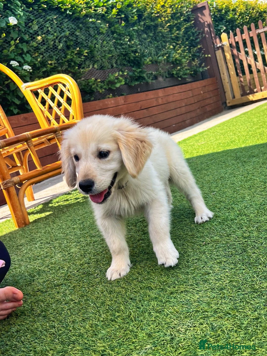 Golden Retriever dogs for sale: Stunning Litter of Golden Retrievers! in Lydbury North - Image 36