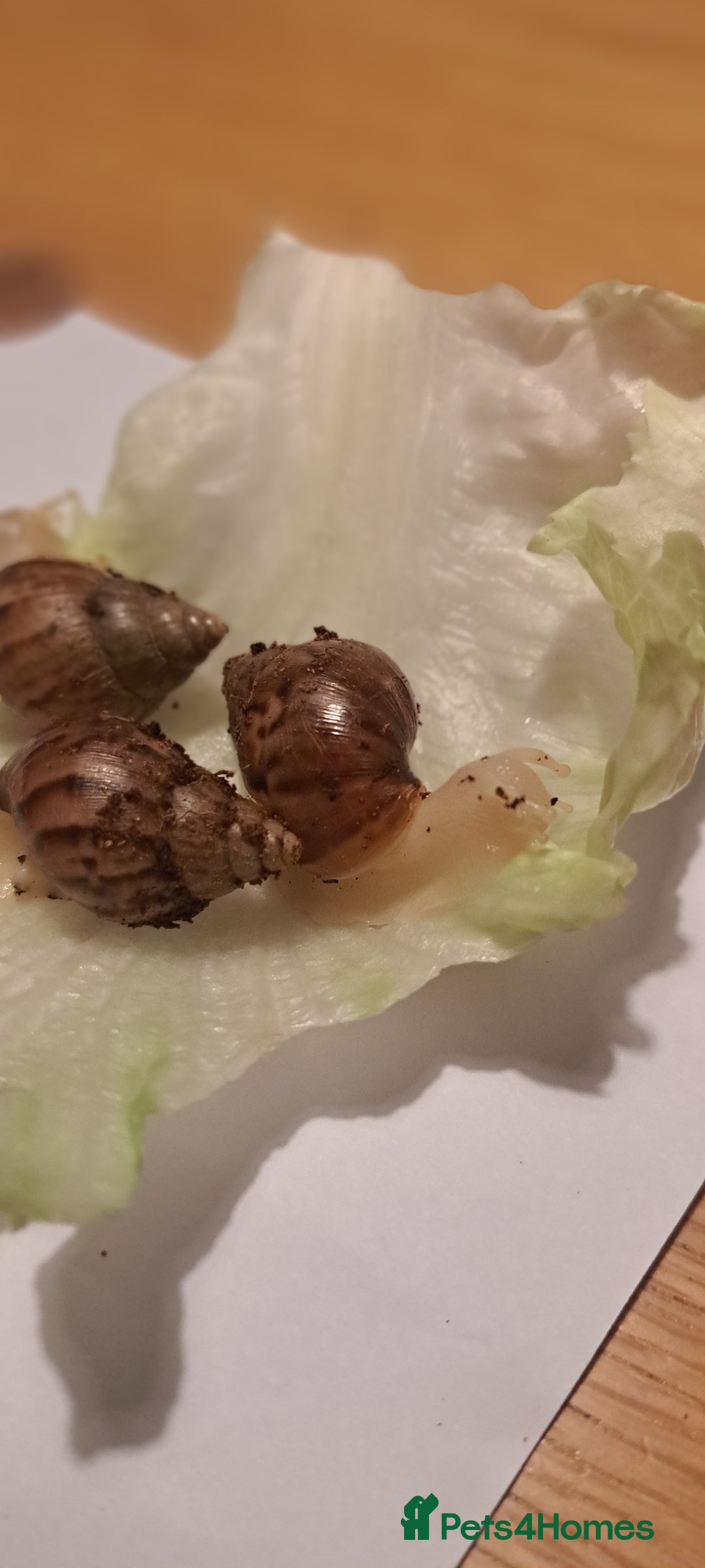 Snails invertebrates for sale: African Land Snails Hatched 21/4/25 - Image 8