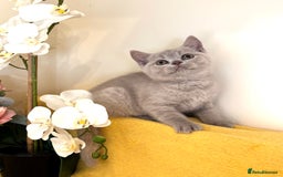 British Shorthair cats for sale: Top quality GCCF kittens  - Image 23