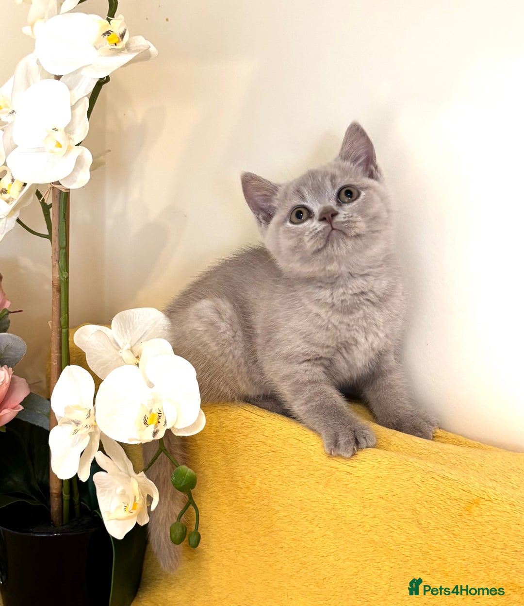 British Shorthair cats for sale: Top quality GCCF kittens  - Image 23