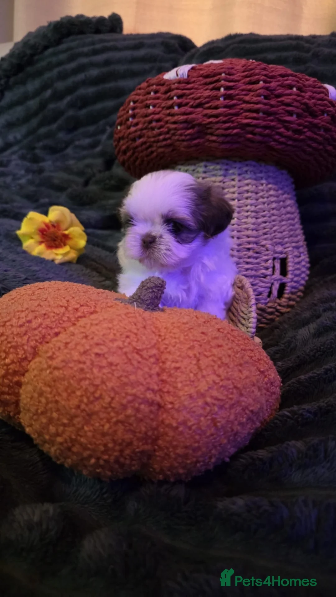 Shih Tzu dogs for sale: KC Registered, Top bloodline Imperial Babies - Advert 29