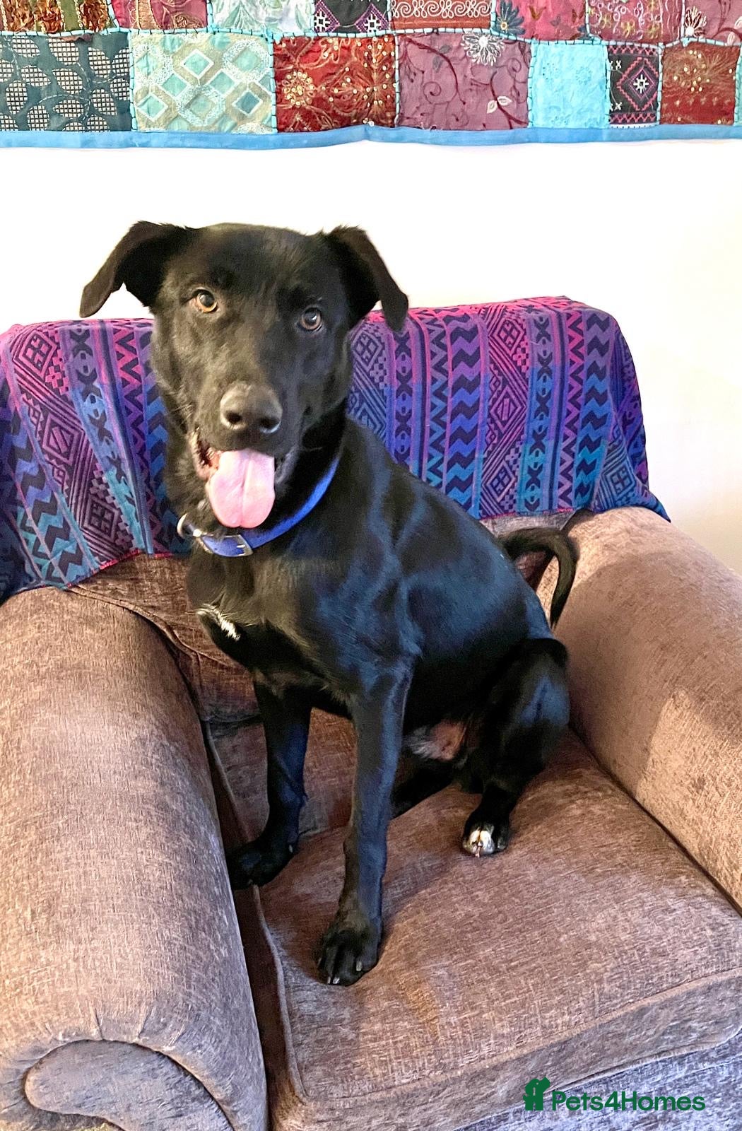 Labrador Retriever dogs Tobby Handsome Lab cross  in Boston - Advert 4