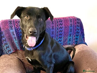 Labrador Retriever dogs in Boston - Advert 3
