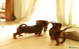 Jack Russell dogs for sale: Beautiful Jack Russell Puppies for sale - Image 6