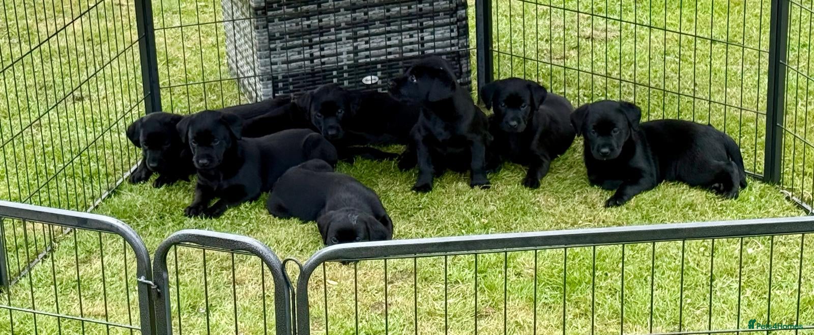 Labrador Retriever dogs for sale: KC Registered Black Labrador puppy-6 female 2 male - Advert 5