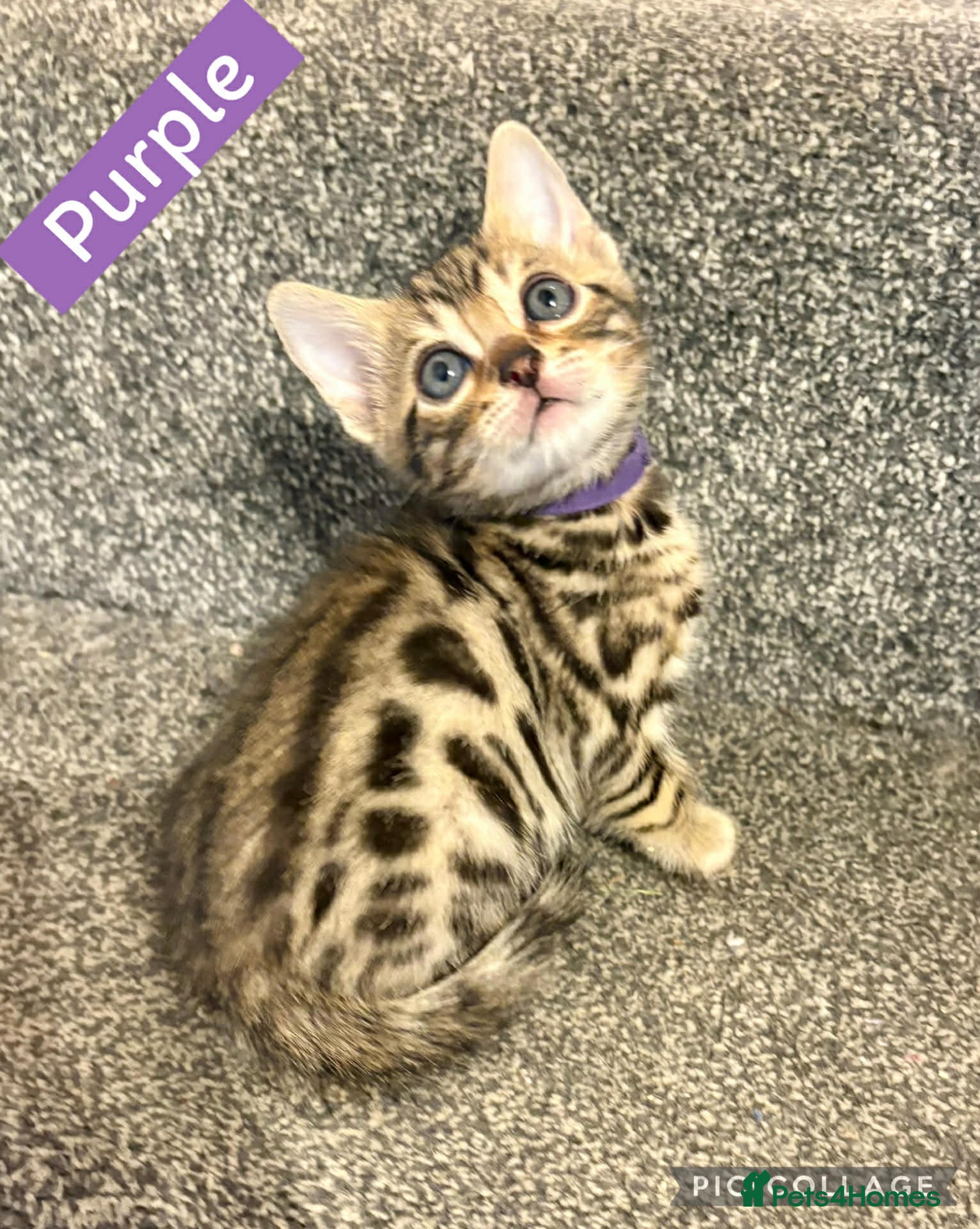 Bengal cats Beautiful Bengal Kittens for sale - Advert 1