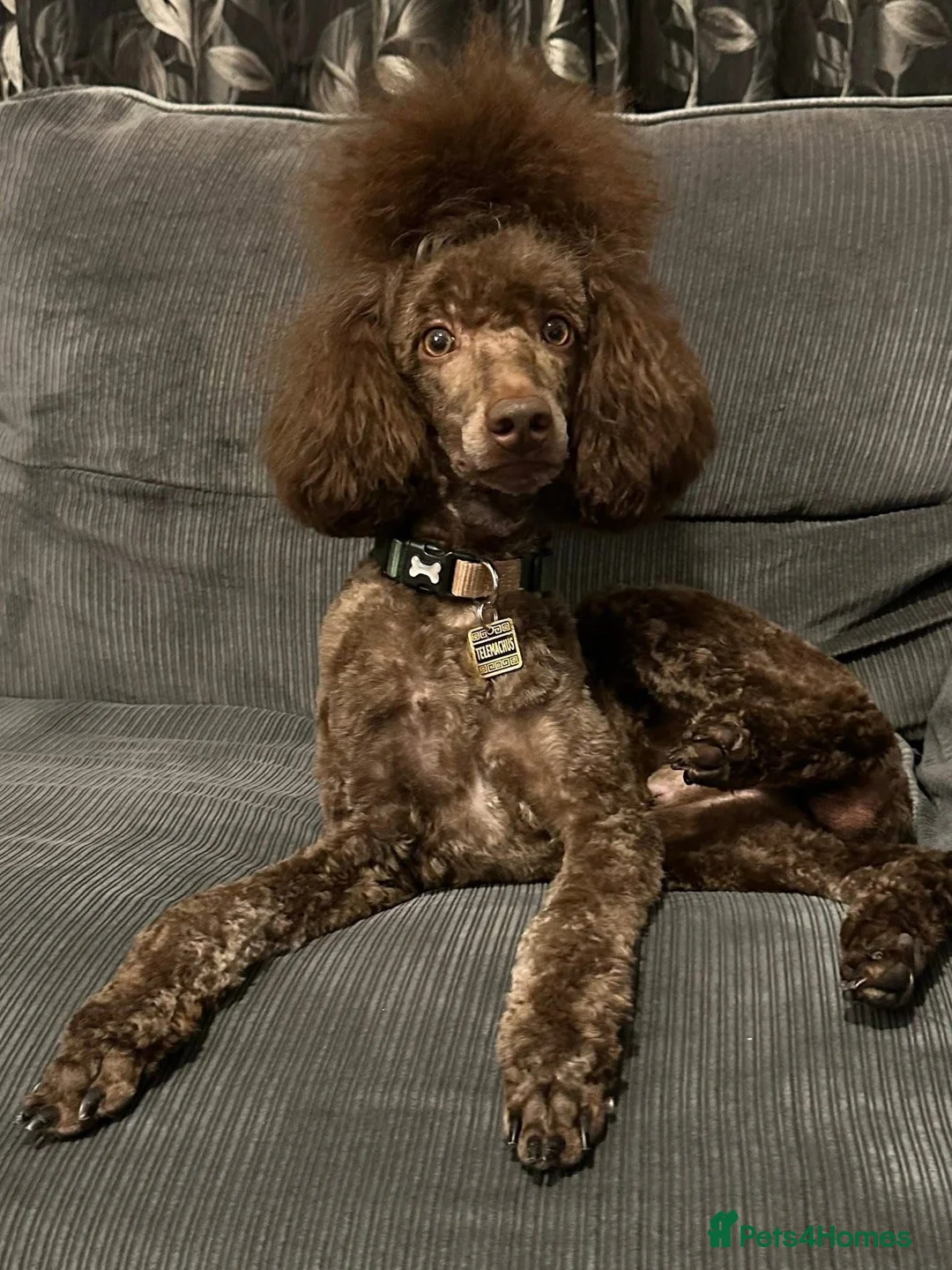 Poodle dogs for sale: Beautiful Moyan poodle  - Advert 2