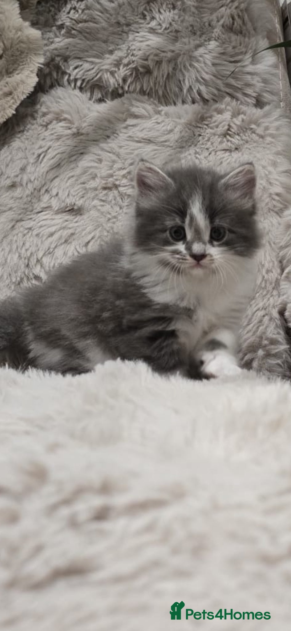 Mixed Breed cats Beautuful kitten  - Advert 1