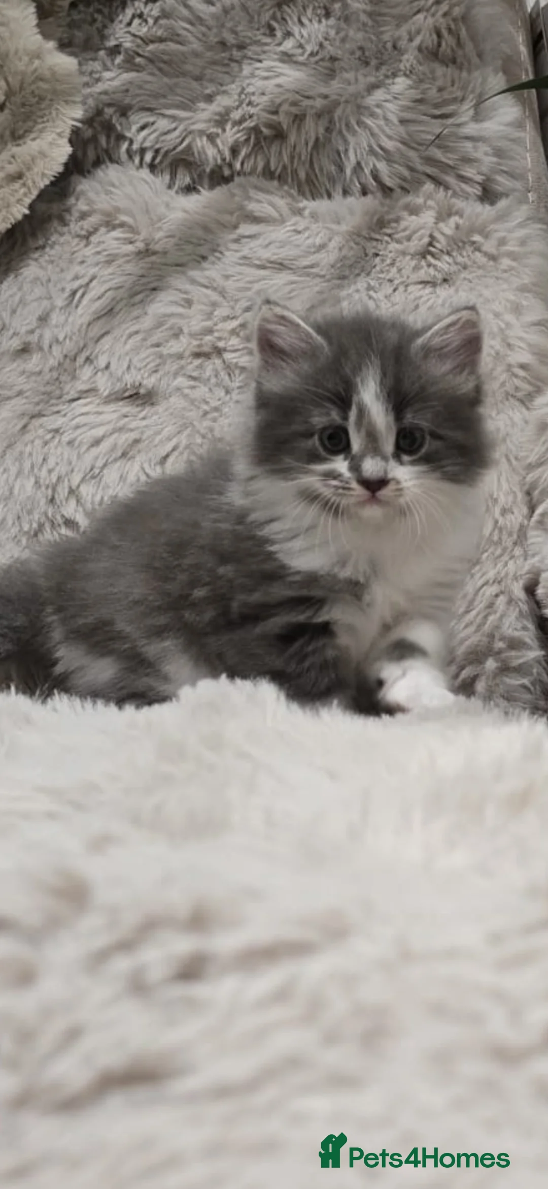 Mixed Breed cats for sale: Beautuful kitten  in Luton - Advert 1