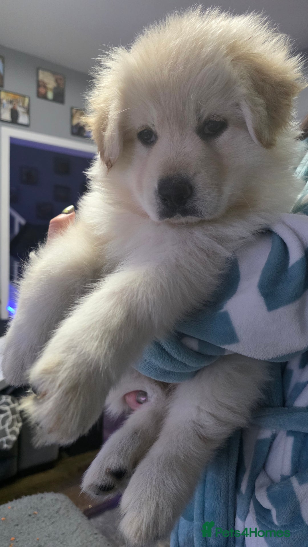 German Shepherd dogs for sale: READY TO LEAVE 3 LITTLE GSD GIRLS - Advert 1