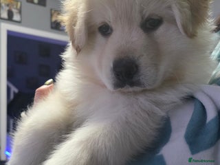 German Shepherd dogs Amazing german shepherd puppies for rehousing - Advert 1