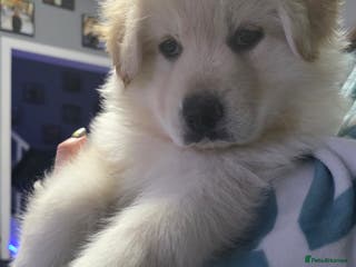 German Shepherd dogs READY TO LEAVE 3 LITTLE GSD GIRLS - Advert 2