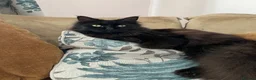 British Longhair cats for sale: Super Affectionate Long Haired Boy - Loki 🖤 - Advert 11