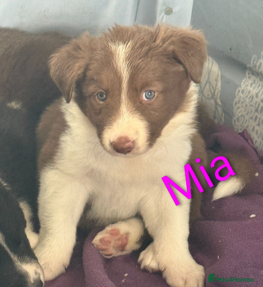 Border Collie dogs for sale: Red and white border collie/Sheepdog Pups - Image 20
