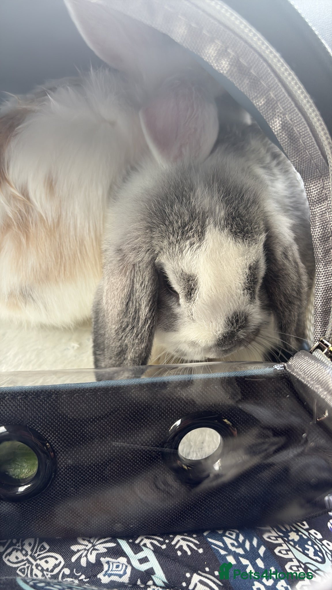 Mini Lop rabbits Grey and white 8 week old mini lop bunny  - Advert 2