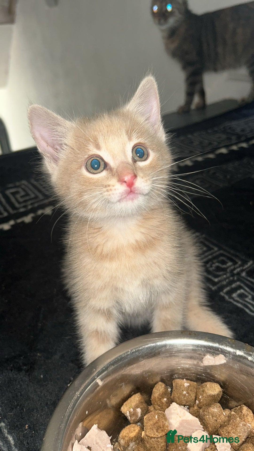 Burmese cats for sale: Kittens  - Image 3