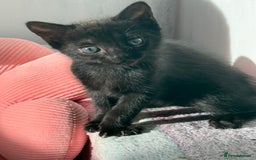 Mixed Breed cats for sale: 4 mixed breed kittens for good honest homes  - Image 3