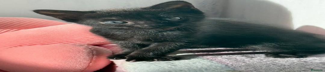 Mixed Breed Kitten 3