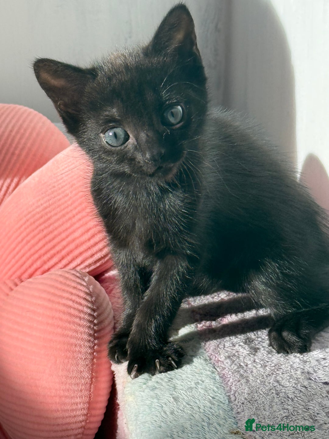 Mixed Breed cats for sale: 4 mixed breed kittens for good honest homes  - Image 3