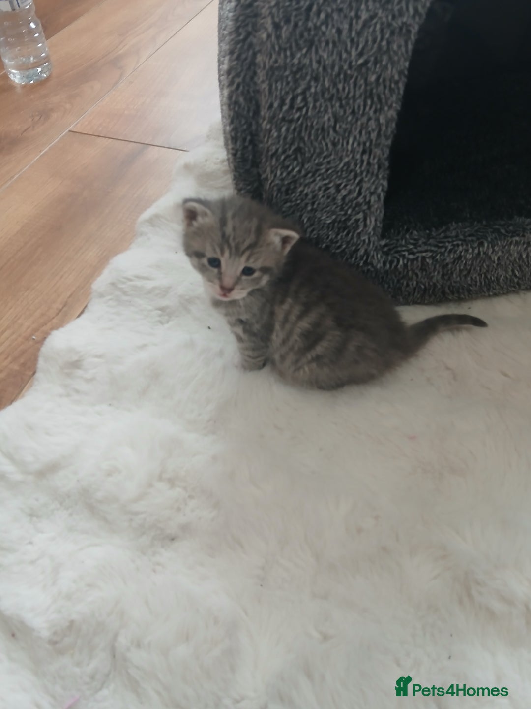 Mixed Breed cats for sale: Mixed breed kittens - Advert 8