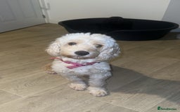 Cockapoo dogs for sale: 5 beautiful cockapoos! ONLY 2 LEFT  - Image 17