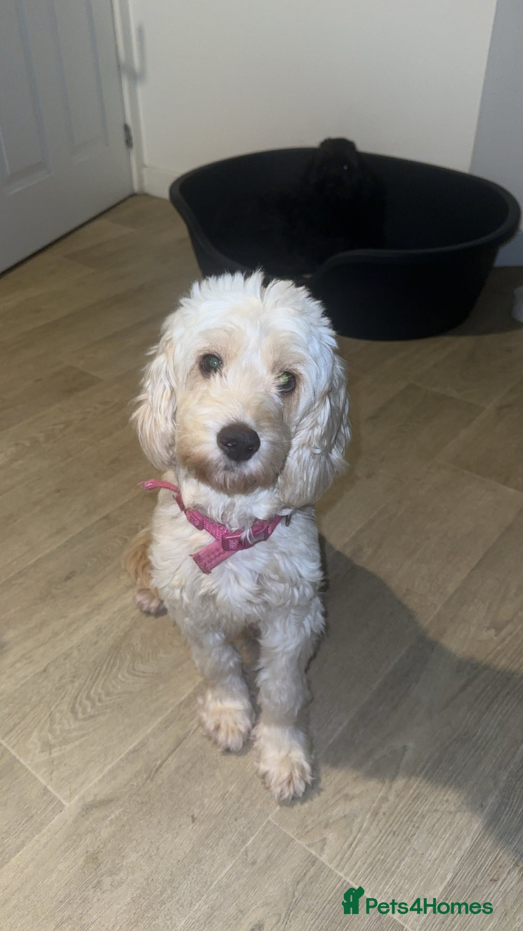 Cockapoo dogs for sale: 5 beautiful cockapoos! ONLY 2 LEFT  - Image 17