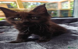 Maine Coon cats for sale: Black smoke pedigree Maine Coon in Kettering - Image 21