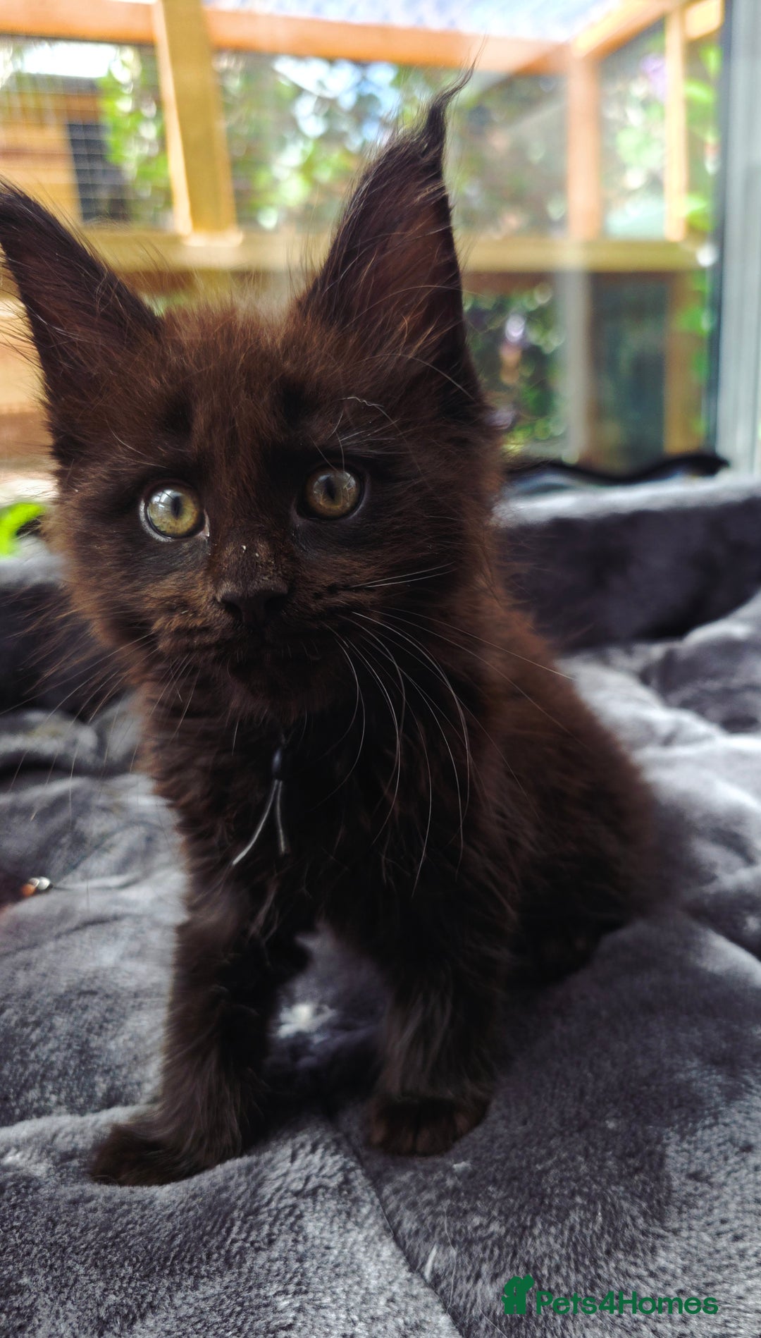 Maine Coon cats for sale: Black smoke pedigree Maine Coon in Kettering - Image 21