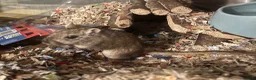 Gerbil rodents for sale: Dusty Gerbil in Eastleigh - Advert 2