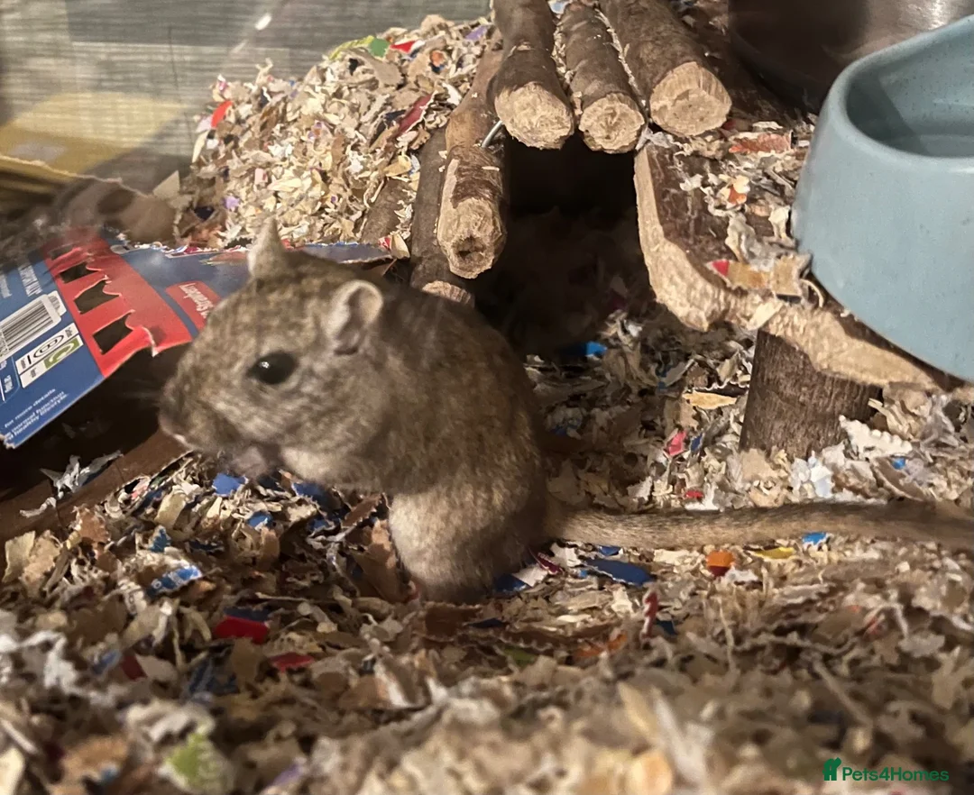 Gerbil rodents for sale: Dusty Gerbil in Eastleigh - Advert 2