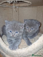 Scottish Fold cats Scottish fold kittens with straight ears - Advert 1