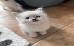 Ragdoll cats for sale: GCCF registered Blue mitted Ragdoll kittens - Image 5