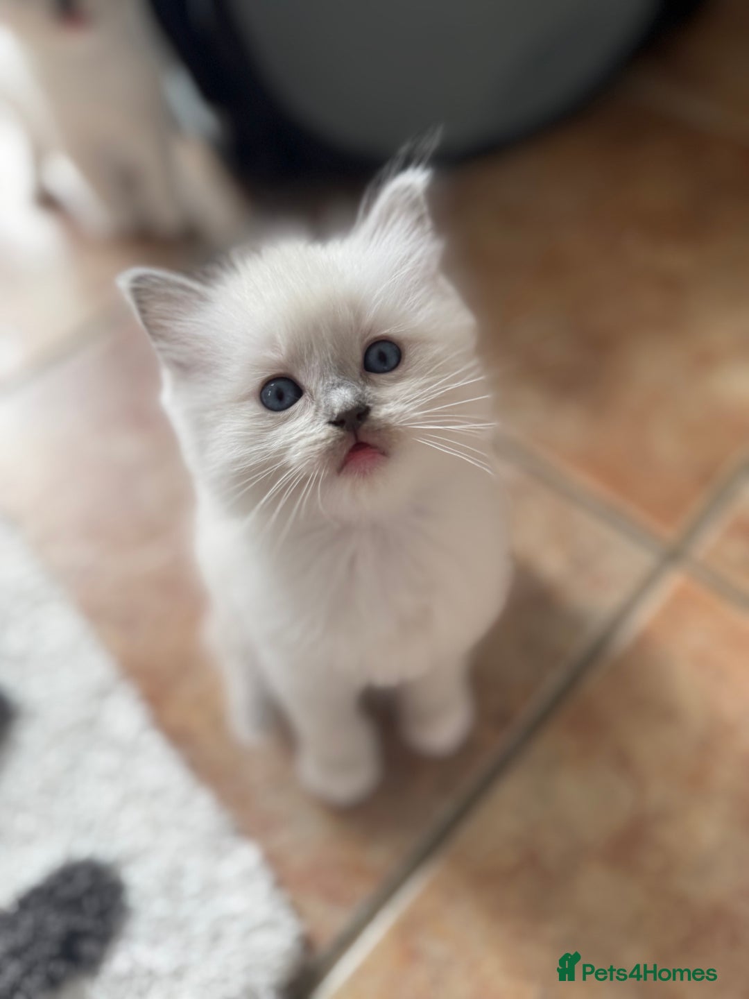 Ragdoll cats for sale: GCCF registered Blue mitted Ragdoll kittens - Image 5