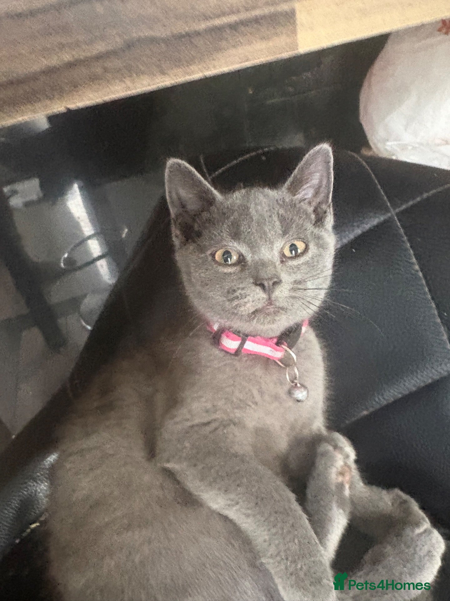 British Shorthair cats for sale: British Shorthair kittens  - Advert 1