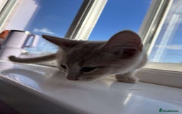 Mixed Breed cats for sale: 3 british shorthair kittens for sale  - Image 17