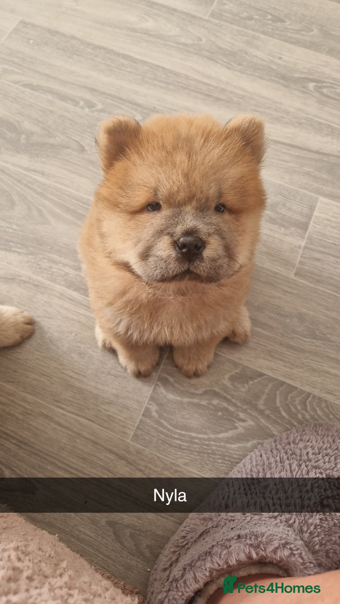 Chow Chow dogs for sale: Chow chow puppy - Image 12