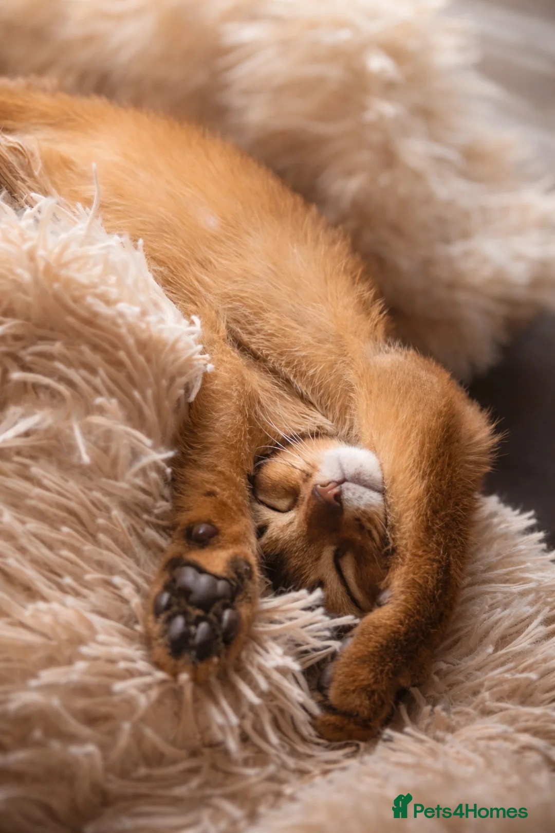 Abyssinian cats for sale: Stunning Show Quality Abyssinian Kitten –Clear HCM - Advert 9