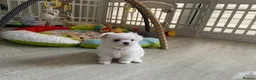 Maltese dogs for sale: Last Beautiful KC Registered Maltese Girl - Advert 8