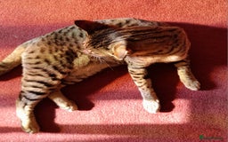 Savannah cats for sale: Pedigree Early generation TICA Reg Savannah Lady in Darlington - Image 18
